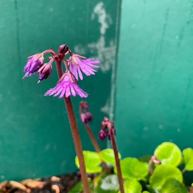 Soldanella montana