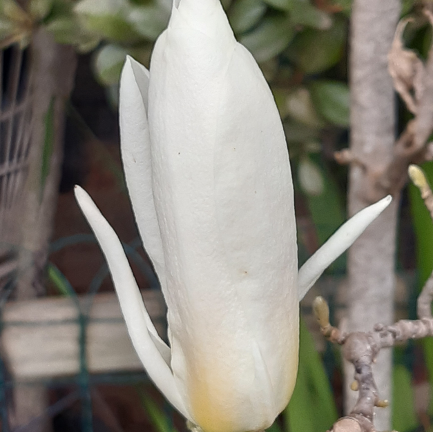 Magnolia denudata