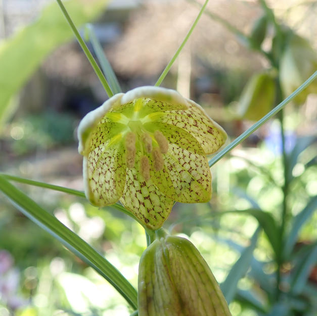 Fritillaria verticillata