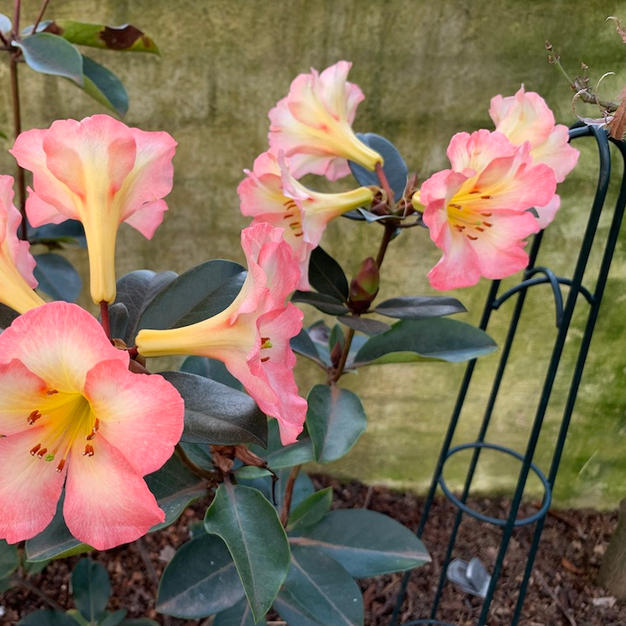 Rhododendron 'cara mia'