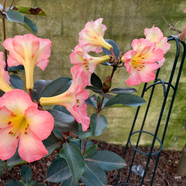 Rhododendron 'cara mia'