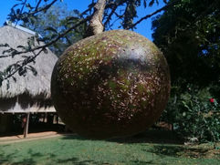 Le calebassier