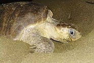 tortue.jpg