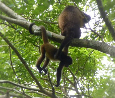 Monos