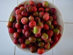 Cereza criolla