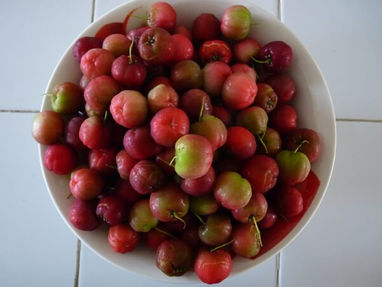 Cereza criolla