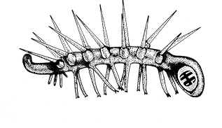 LOGO NOME scritta bianca.png