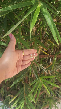 Thumbnail: Paulita pearl heart drop