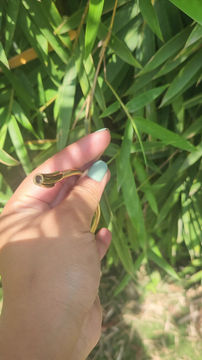 Thumbnail: Snake chain bracelet