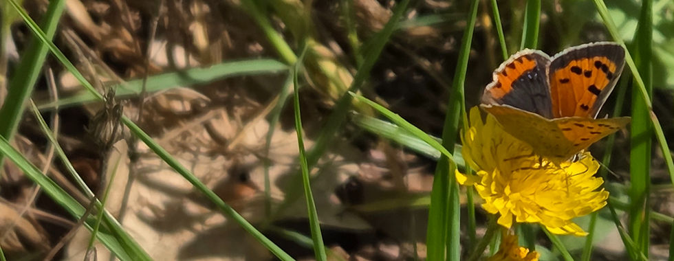 Papillon orange et noir posé sur une fleur jaune, dans l’herbe verte, en lumière naturelle.