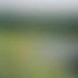 Austin Backyeard wedding Texas Hill Country Rebecka Pitre Photograhy 