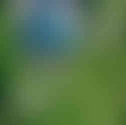 Austin Backyeard wedding Texas Hill Country Rebecka Pitre Photograhy 