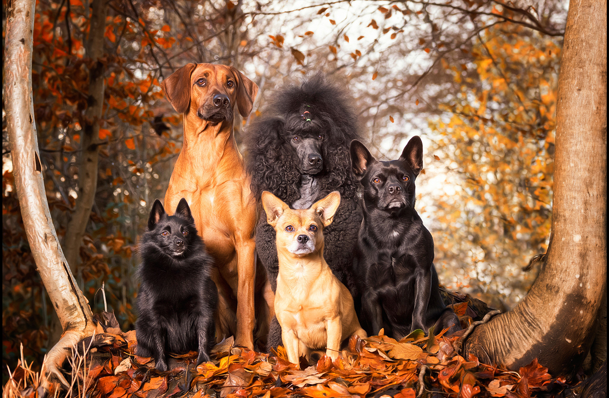 CreativeArtView_dogsStart2