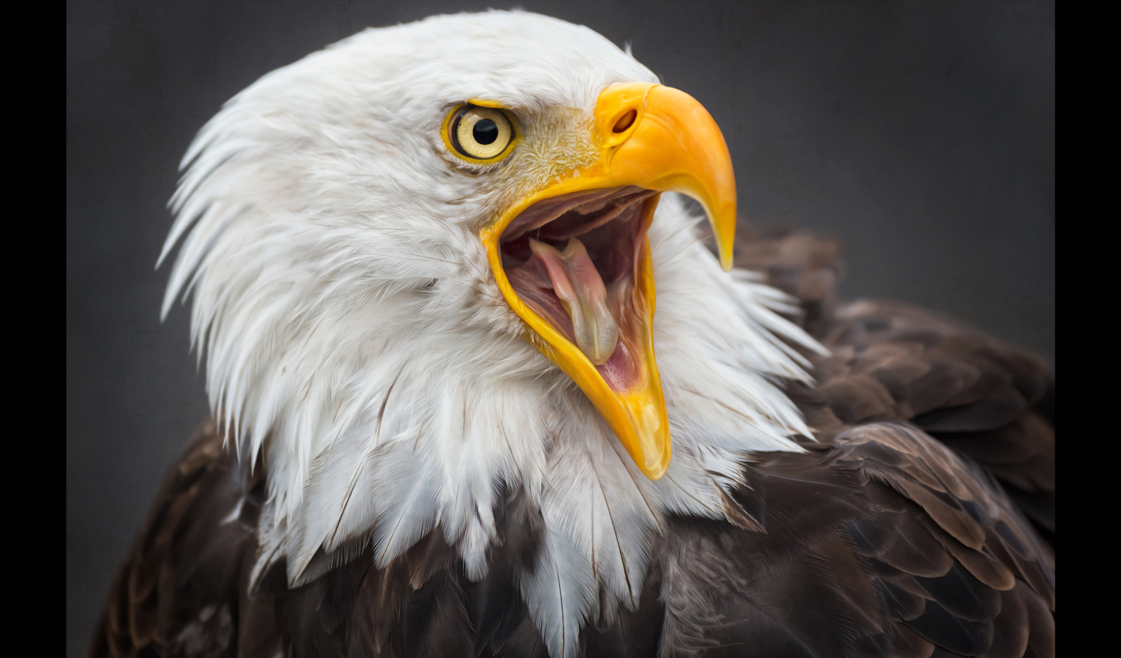 CreativeArtView_BaldEagleStart2