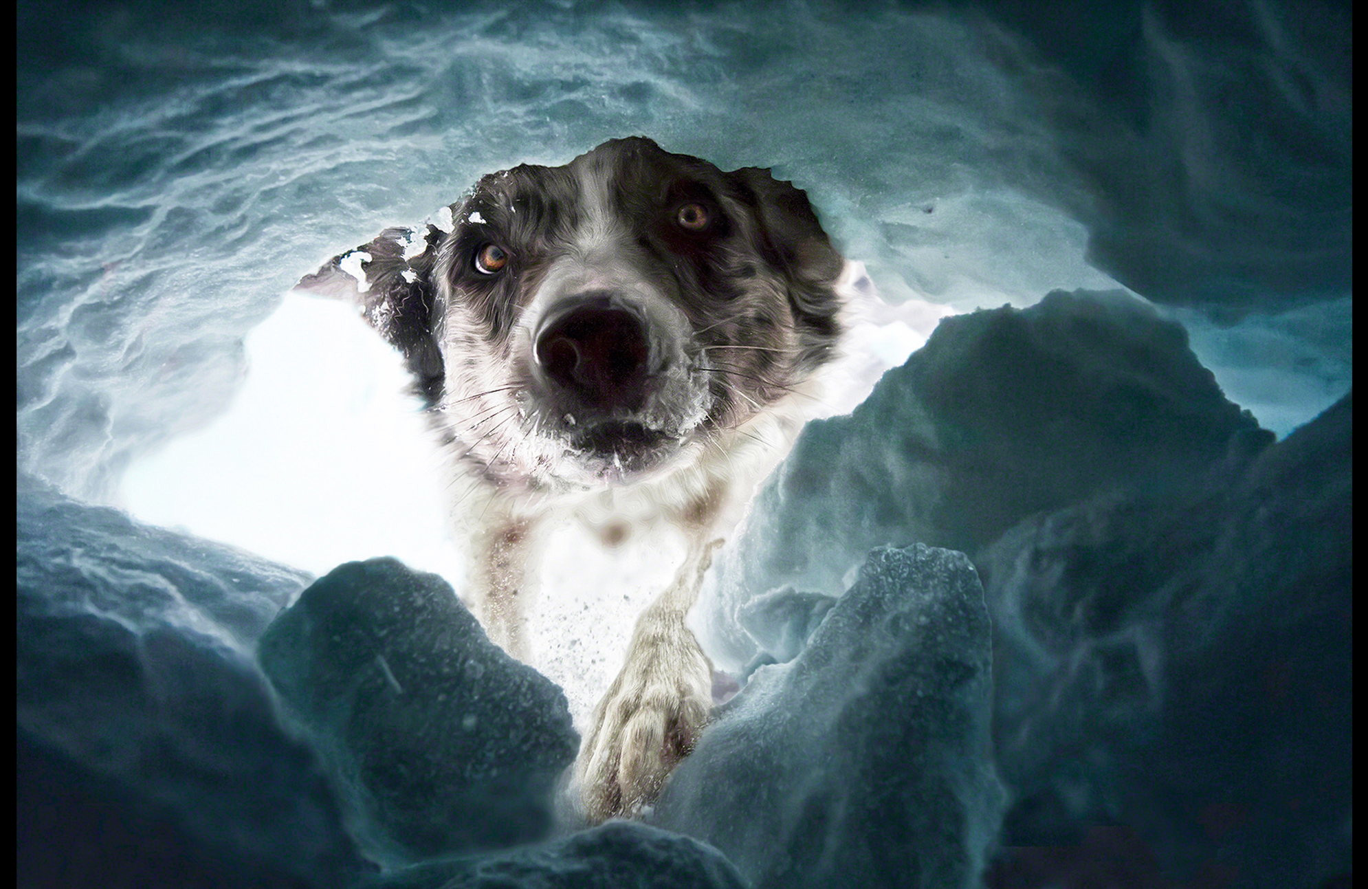 CreativeArtView_RescuedogStart2