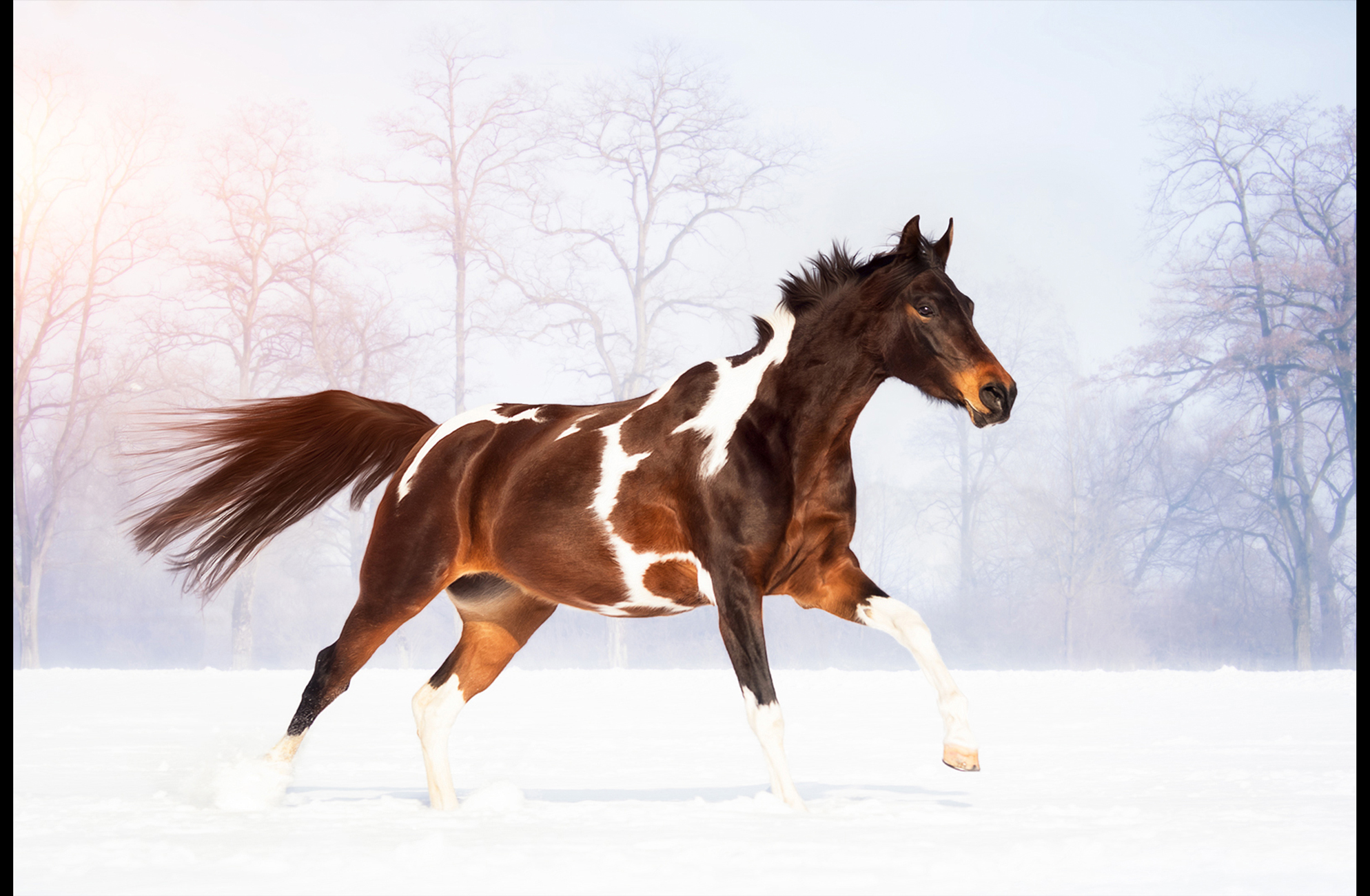 CreativeArtView_PintoArabianStart2