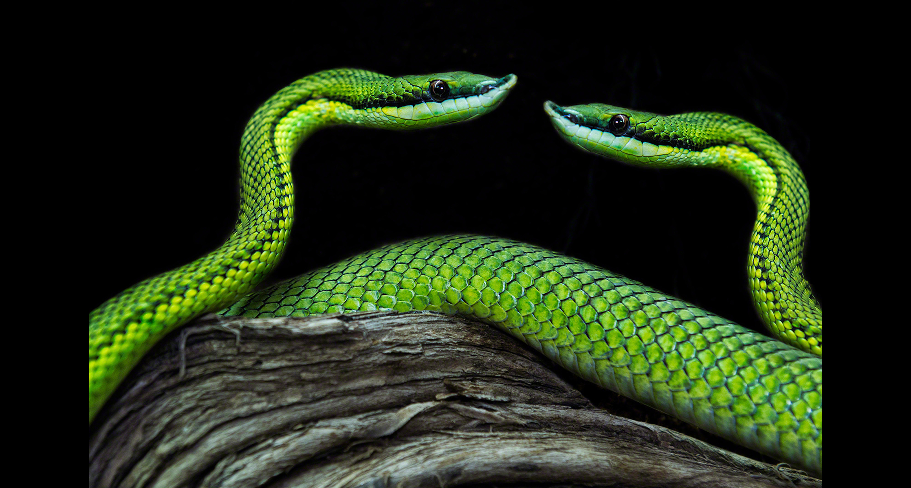 CreativeArtView_BaronisStart2