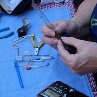 Routledge measures a hummingbird's wings.