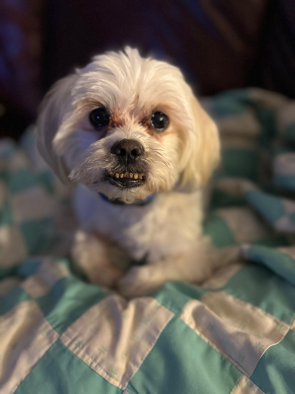 Paws Paradise Pampering & Equestrian (Groom/Board/Walks/Shoe Smith)