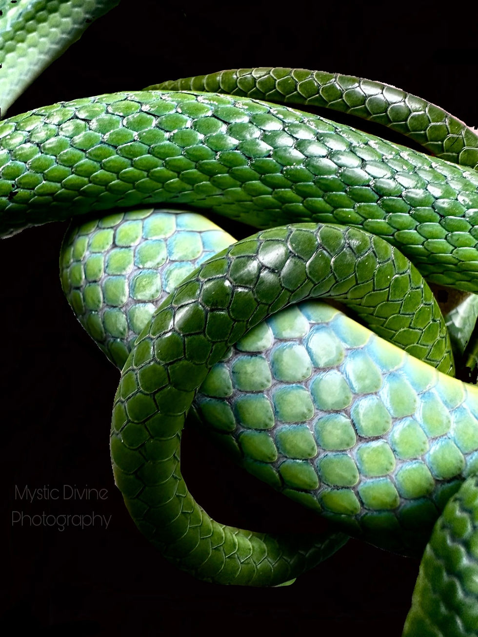 Thumbnail: Animal Photography 