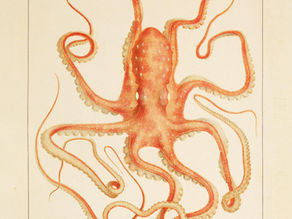 Octopus Award and other things