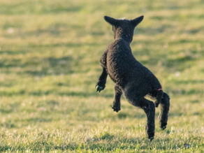 Black Sheep