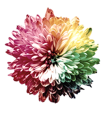 multicolored flower illustration_edited.