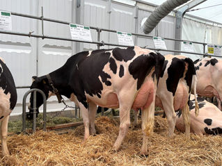Broschüre "Sicher Milch produzieren"