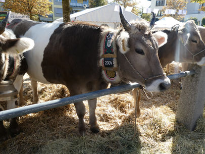 Braunviehzuchtverein Amriswil am Jahrmarkt, Oktober 2025