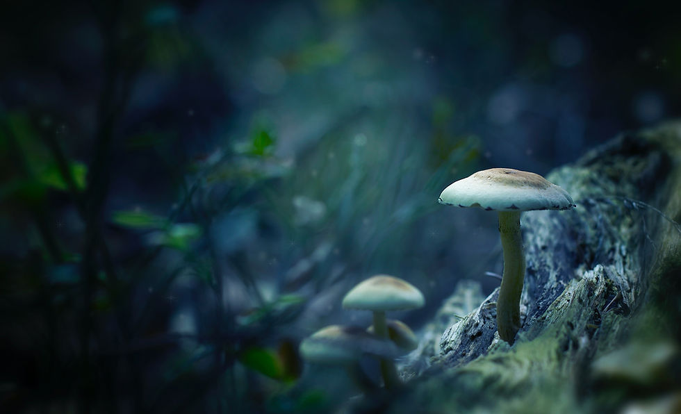 mushroom 3.jpeg