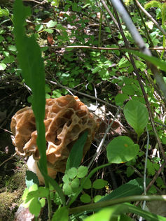Big morel.jpeg