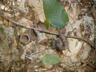 Black trumpets and green leaves.jpeg