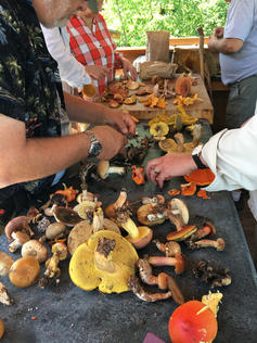 Two tables Fof mushrooms picked during foray 2017.jpeg