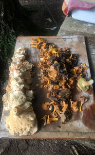 Edible mushrooms from a foray 2017.jpeg