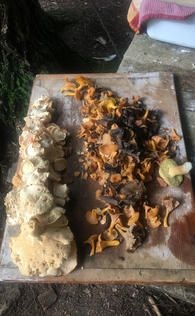 Edible mushrooms from a foray 2017.jpeg