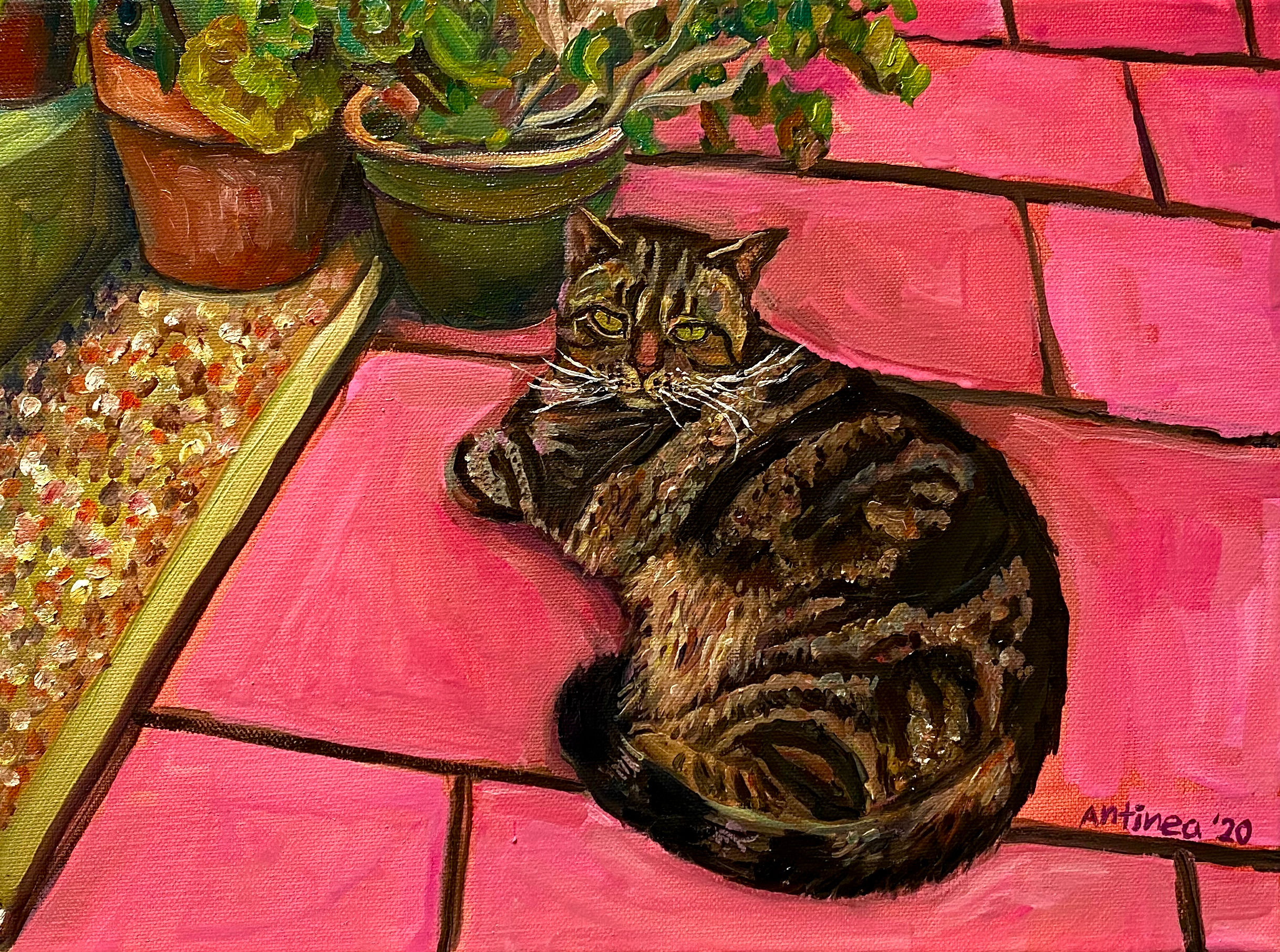 cat on pink tiles