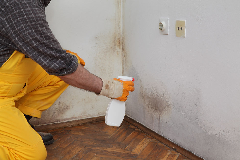 Cleaning up mold