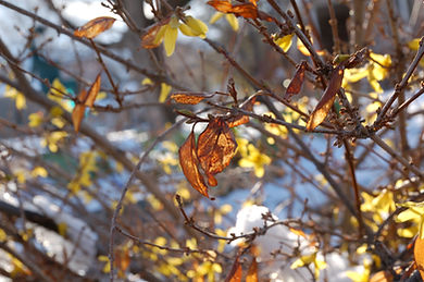glowing leaf.jpeg