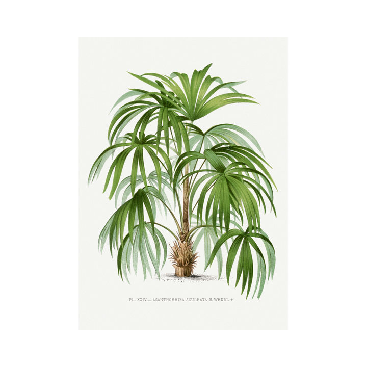 Thumbnail: "Les Palmiers Histoire Iconographique 7" By Pieter Joseph de Pan