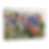 95133HR_Impressionistic Garden_preview.jpg