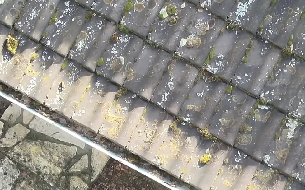 mousse lichen sur toiture et feuilles dans gouttières