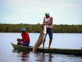 Nova regra do Ibama permite pesca sem controle de pirarucu e gera impacto na região