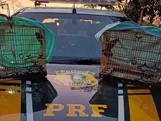 PRF resgata dois curiós transportados ilegalmente em motocicleta no Acre