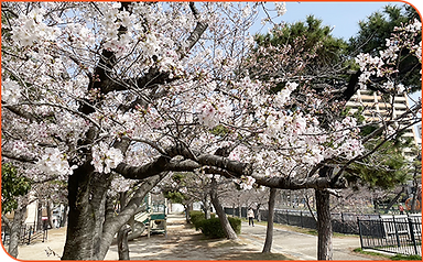 落ち着いている