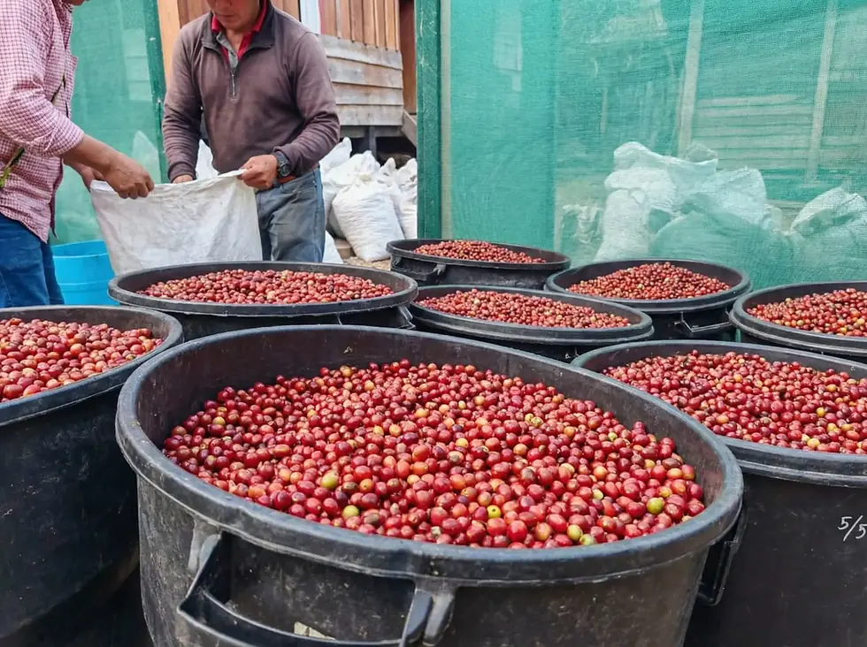 Hand-sorting coffee cherries by ripeness at Ladera Panama farm