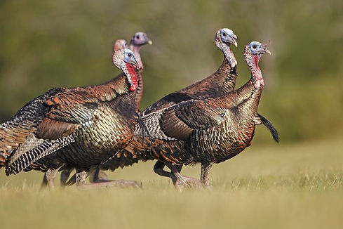 turkey2.jpg