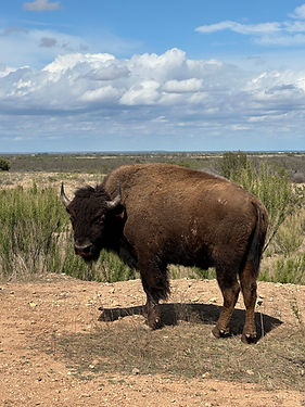 buffalo1.jpg