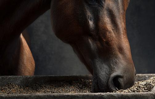 s88pd_photo_realistic_image_horse_feed_in_a_trough_f11f48f3-bc50-4649-b75b-78b9a21a0cec.pn