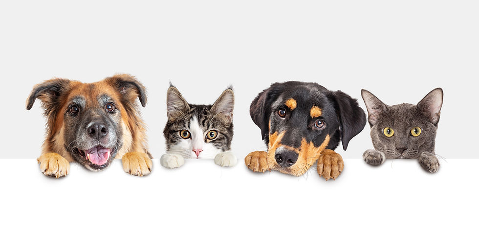 shutterstock_2467944695.jpg