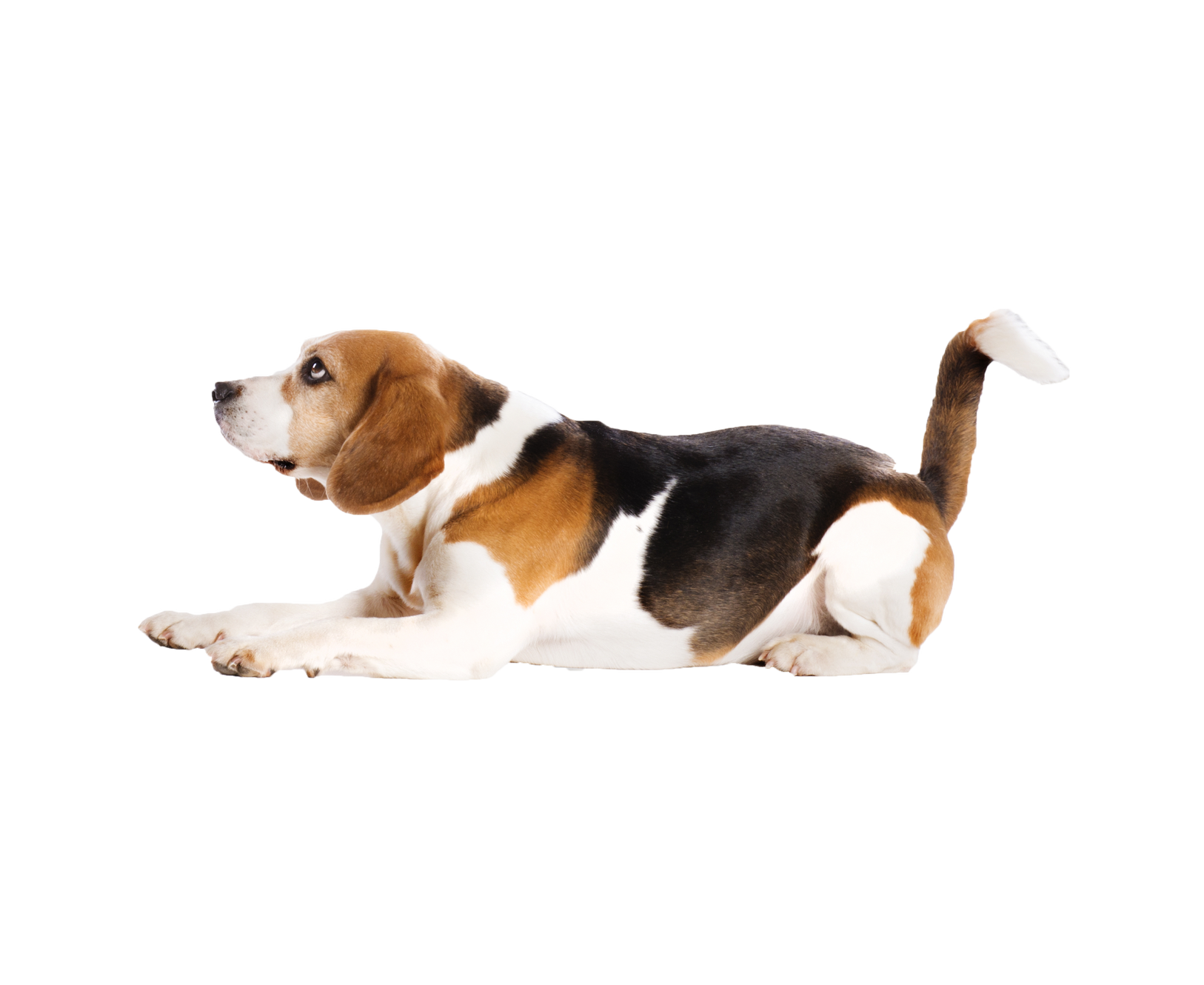 Veteran Companions | South Carolina | Pets 4 G.I.s